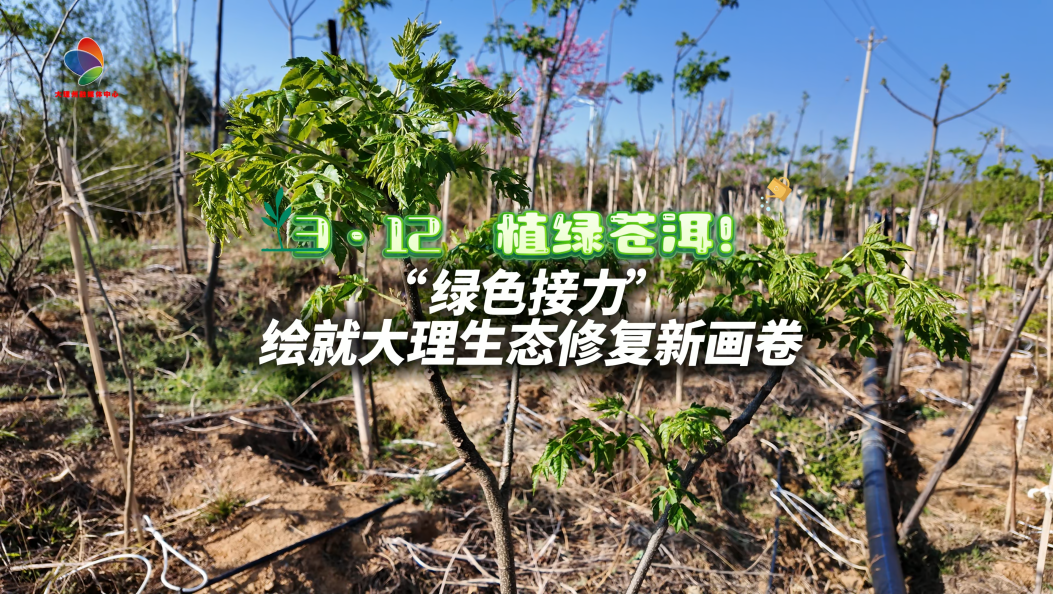 “绿色接力” 绘就大理生态修复新画卷 #大理 #植树节 #生态修复 #生态文明建设