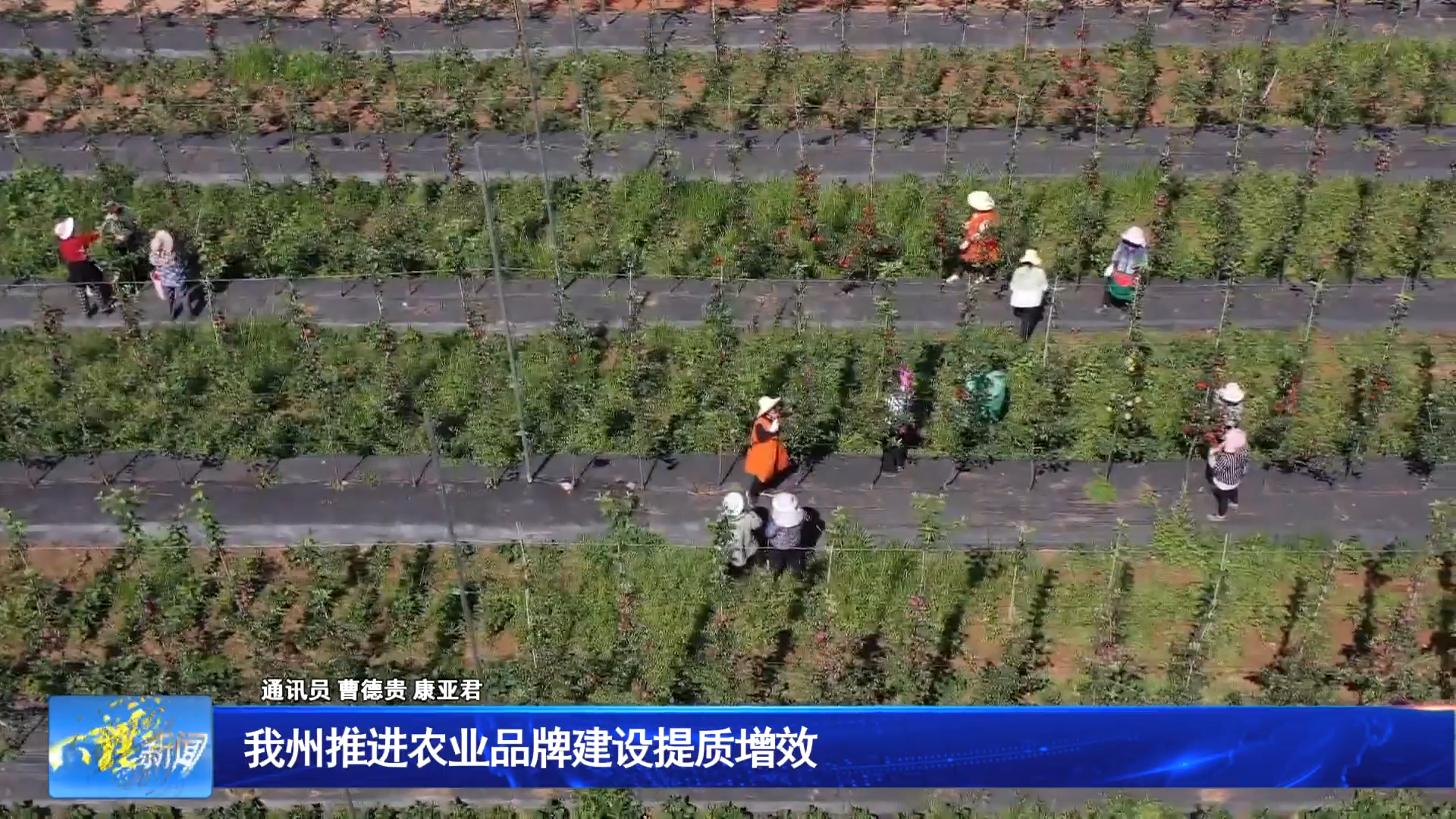 我州推进农业品牌建设提质增效