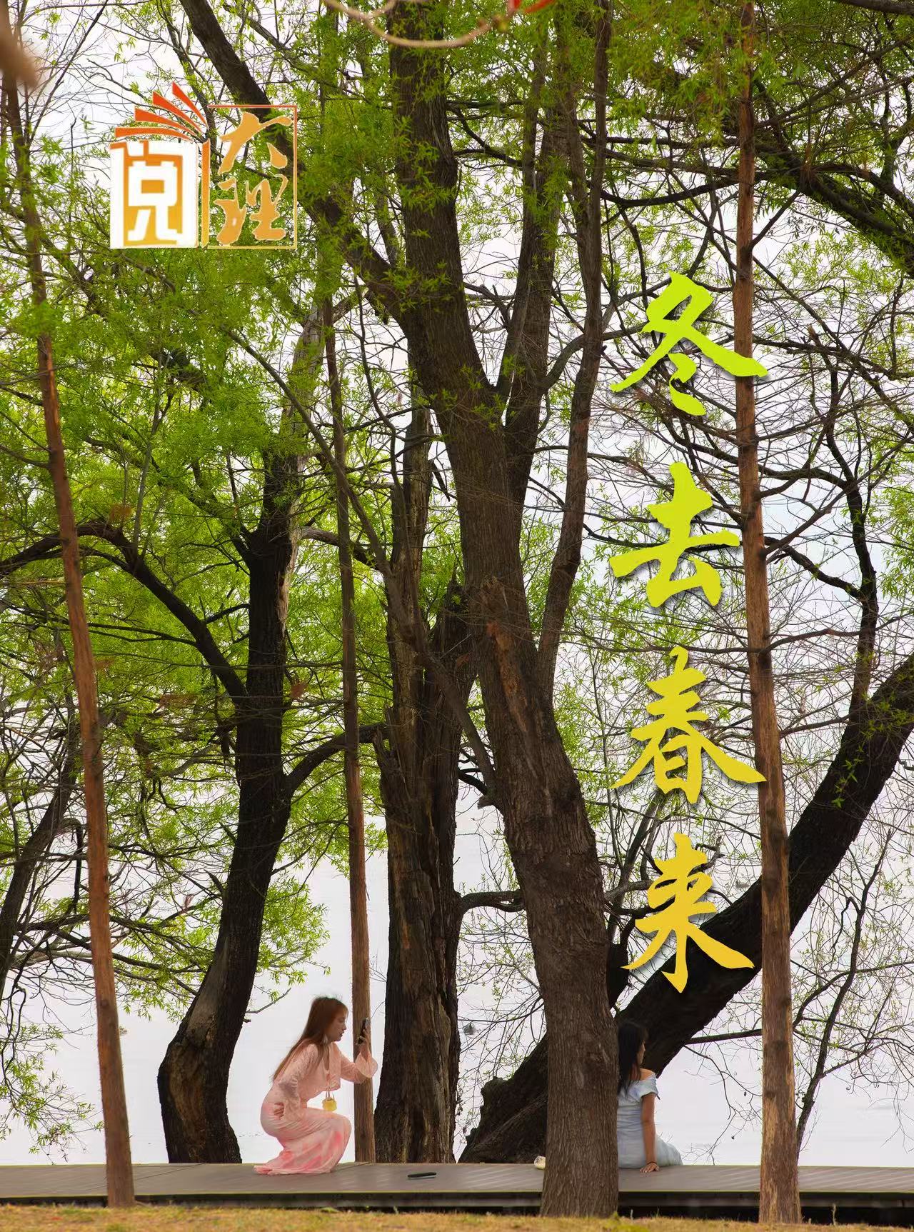 #在大理爱上生活 洱滨春归 感岁华流转 #这里是大理 #旅居大理品味乡愁  #阅读大理