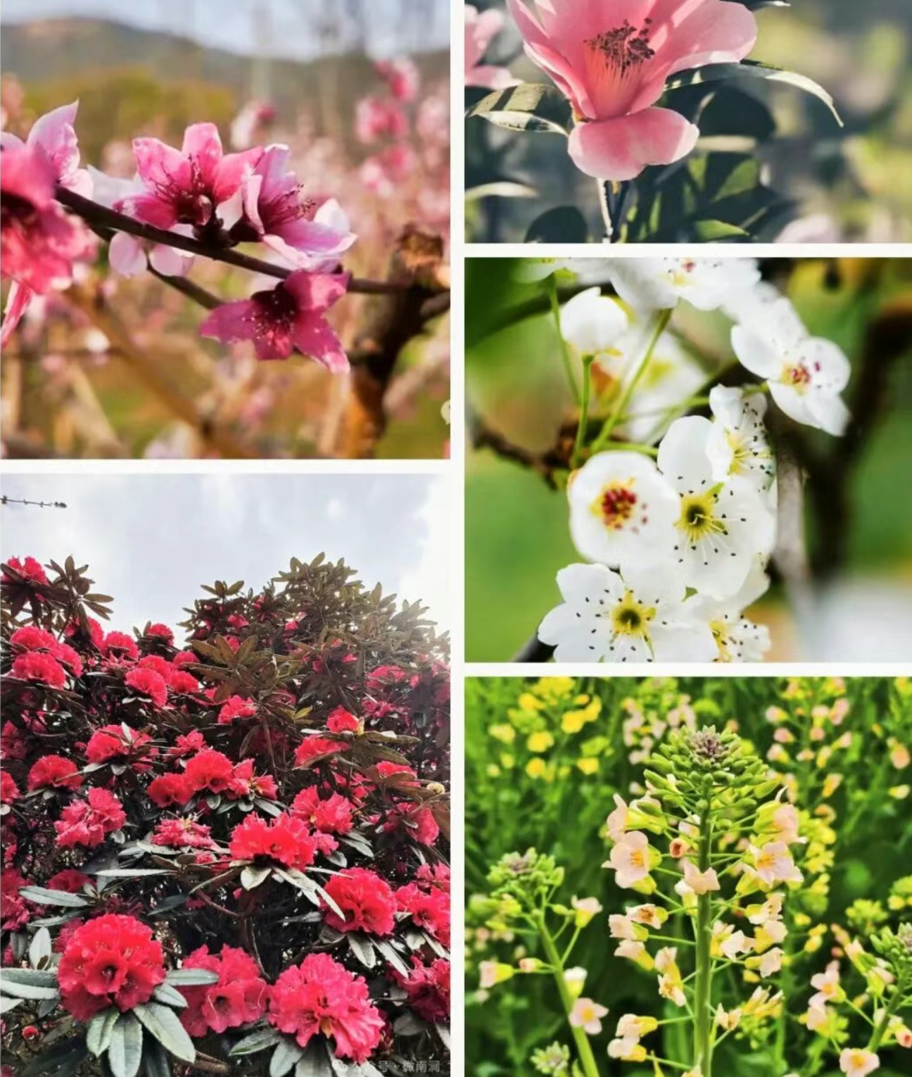 花开有时，浪漫无期！请接收这封来自大理的春日花信🤩🤩🤩