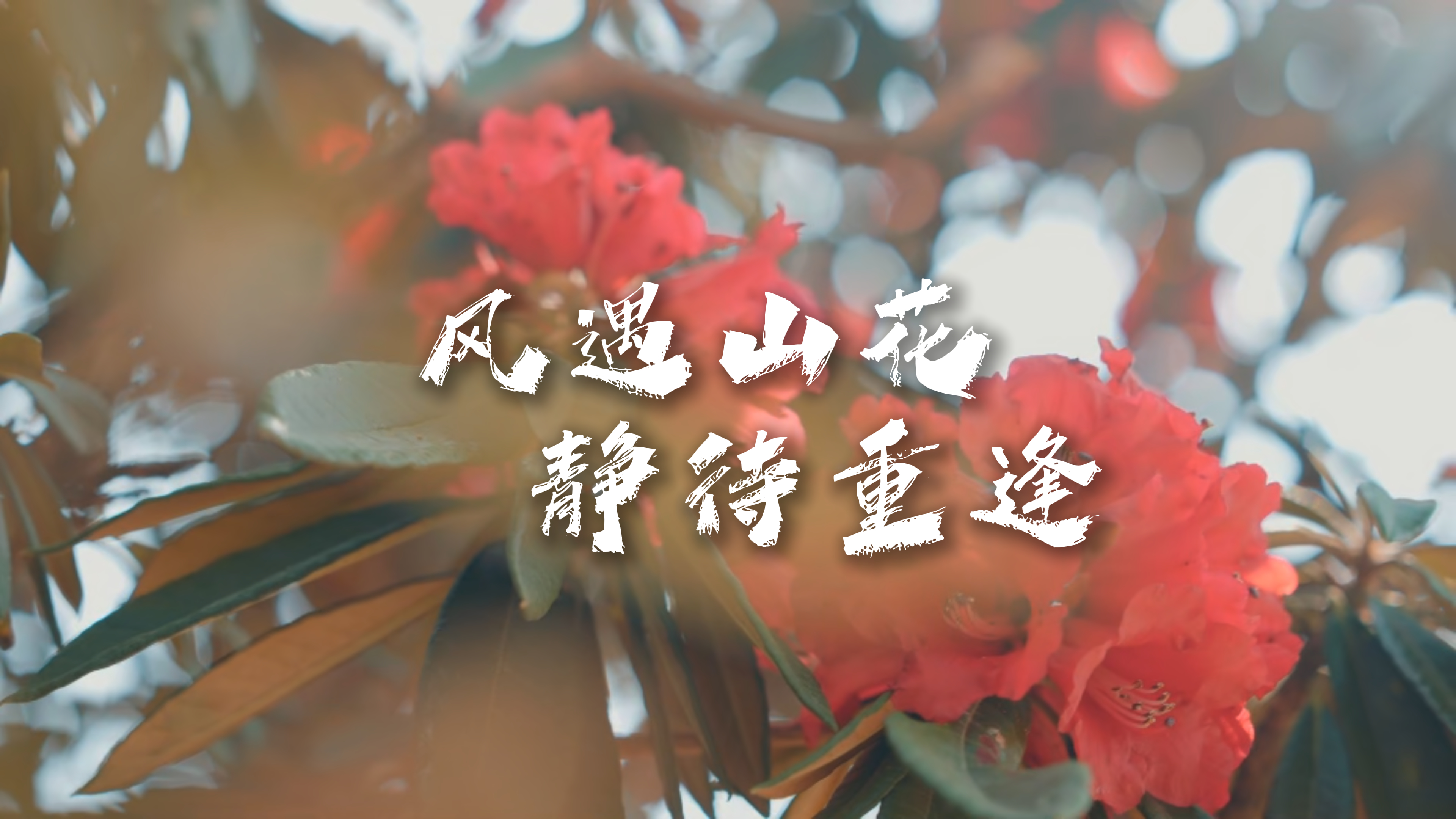 #在大理爱上生活 风遇山花 静待重逢 #这里是大理 #人类心灵栖居地大理