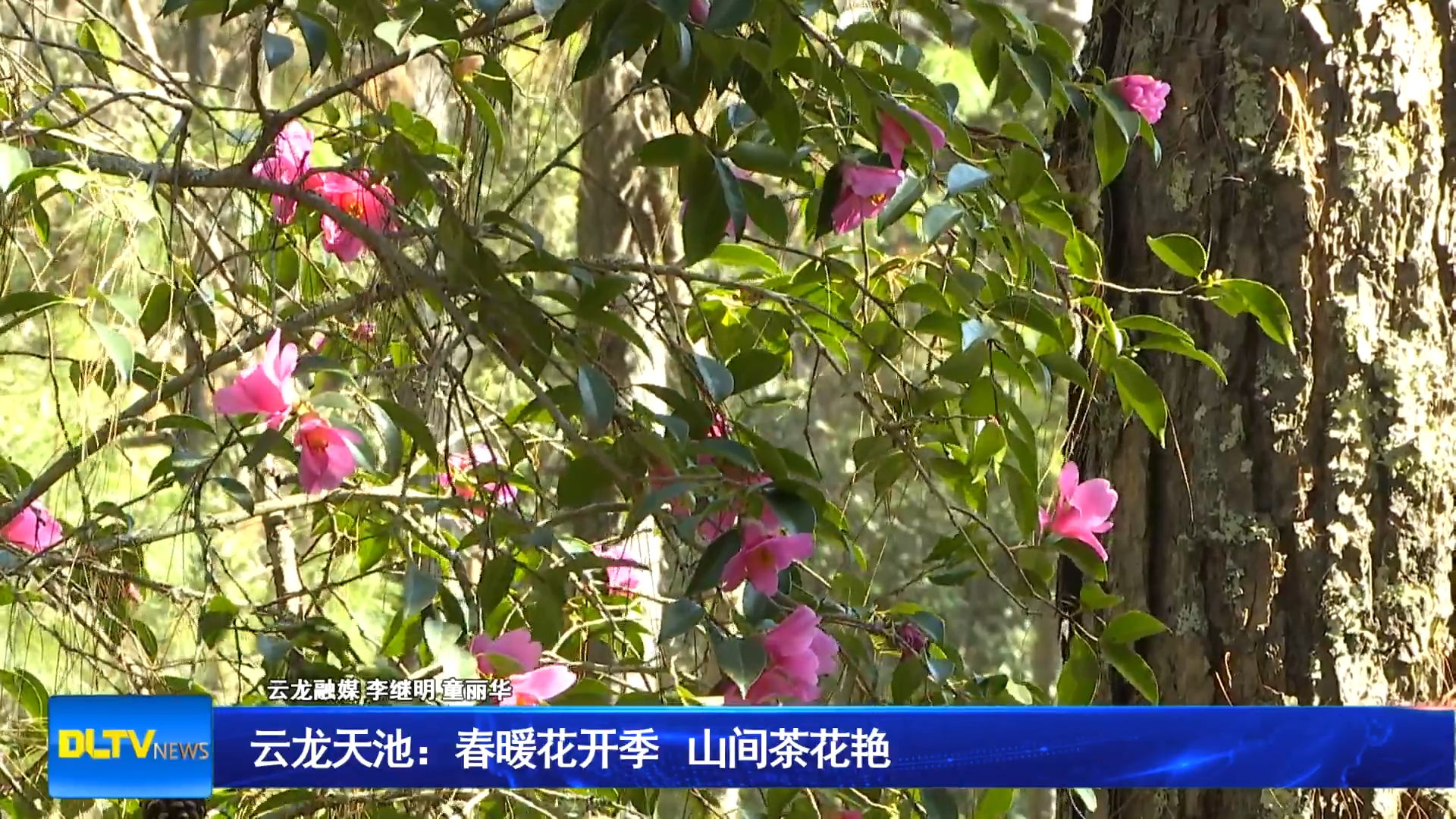 云龙天池：春暖花开季 山间茶花艳
