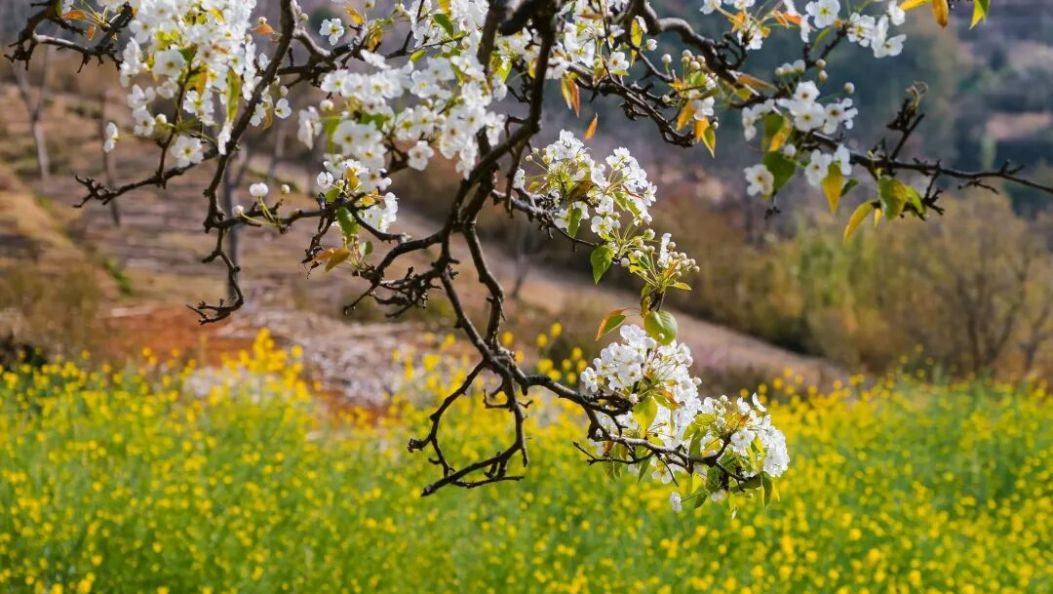 花开有时，浪漫无期！请接收这封来自大理的春日花信🤩🤩🤩
