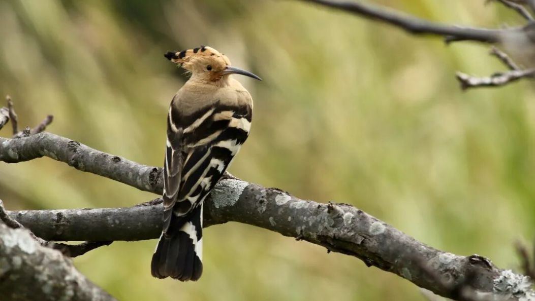大理深山的“鸟界超模”写真太惊艳！你见过哪一种？