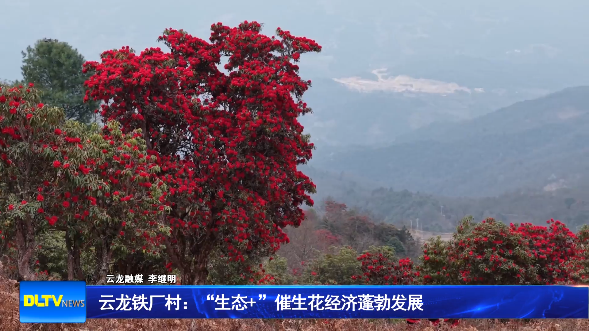 云龙铁厂村：“生态+ ”催生花经济蓬勃发展