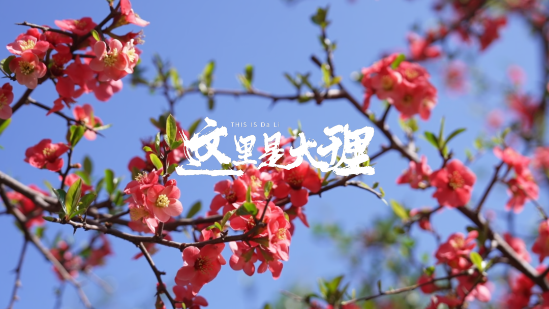 #在大理爱上生活 木瓜花开洱海源 人间春色满田园 #这里是大理 #人类心灵栖居地