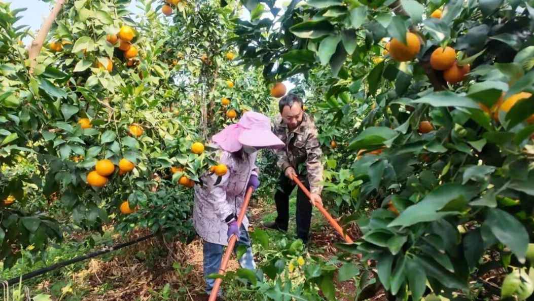 就业、顾家、增收兼得！宾川“夫妻档”务工模式真行~