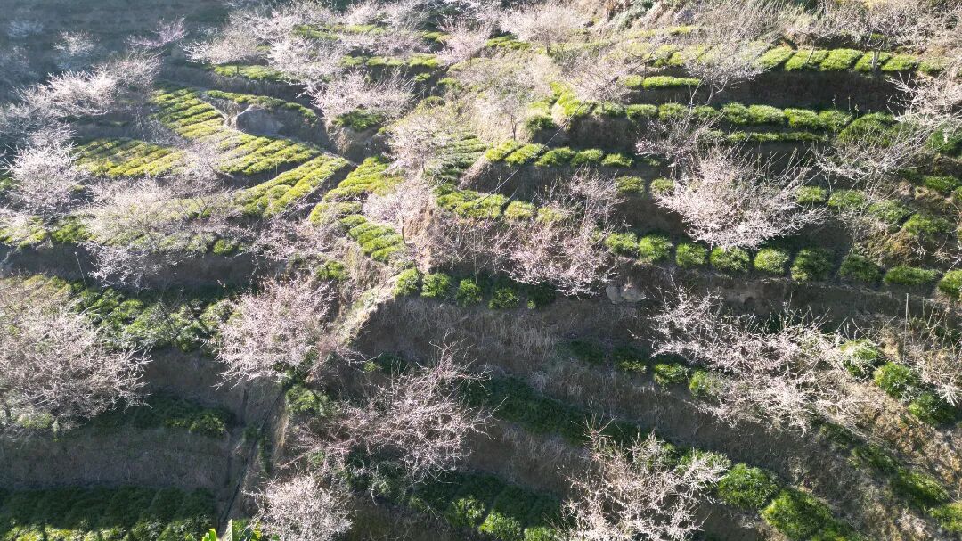 梅花盛开白如雪  1月21日.JPG