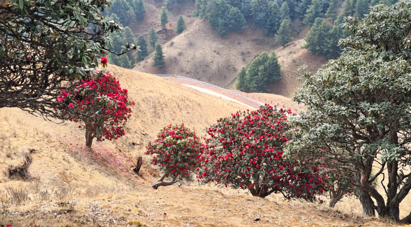 走，去南涧白沙营，看哀牢山里那片火红的春天！