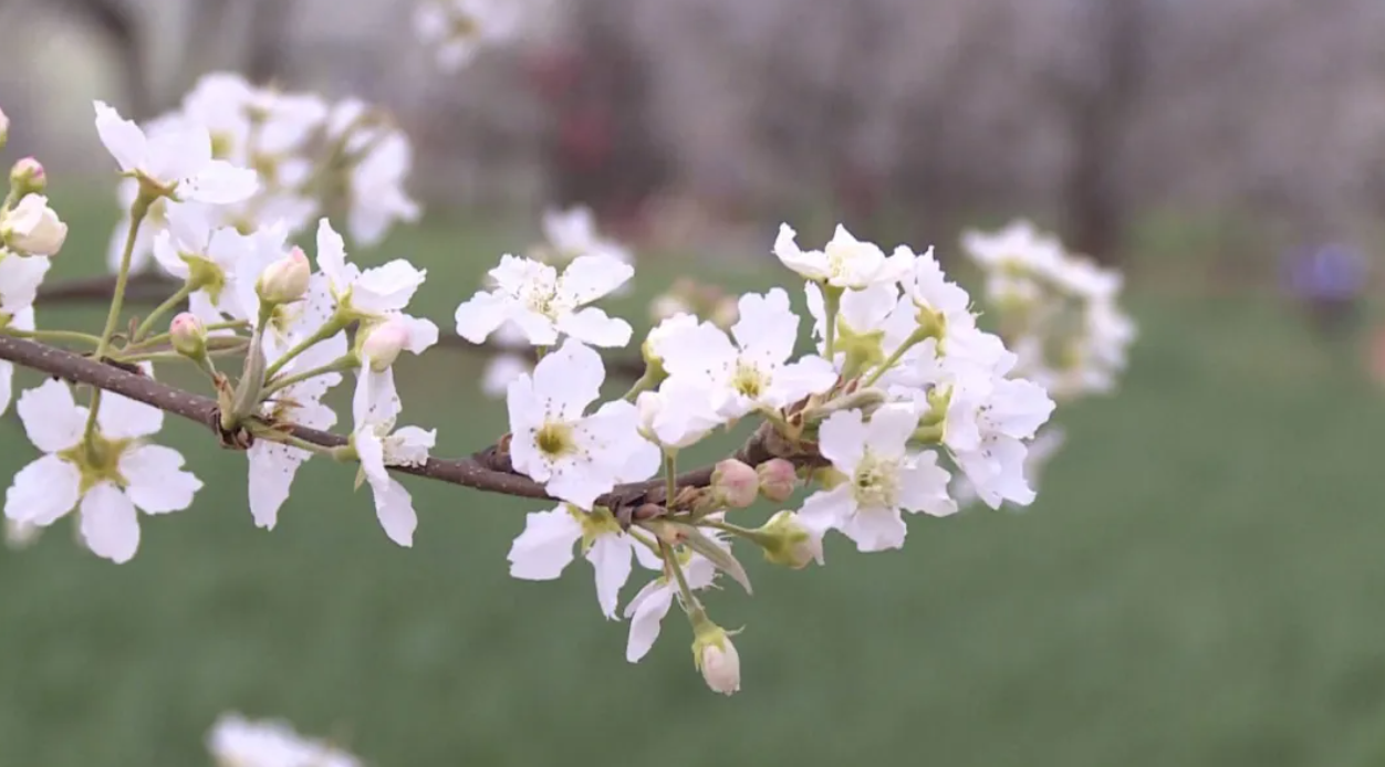 梨花开了！鹤庆奇峰梨花文化旅游季今日启幕，快来共赴春日花海之约~