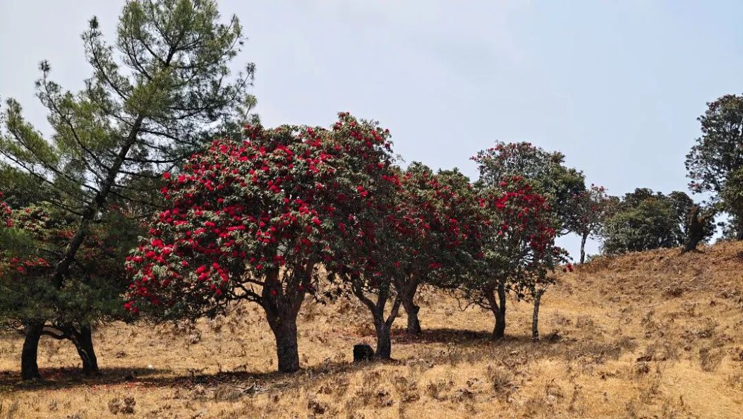 走，去南涧白沙营，看哀牢山里那片火红的春天！
