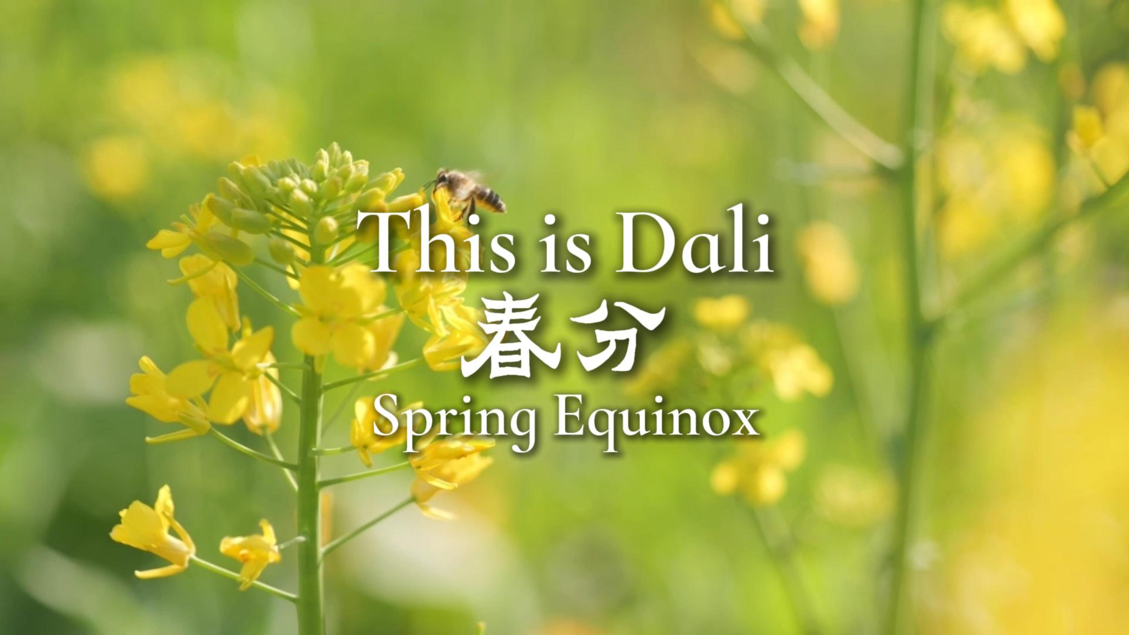 #ThisisDali  大理春分 风有约 花不误 #这里是大理 #人类心灵栖居地大理 #二十四节气