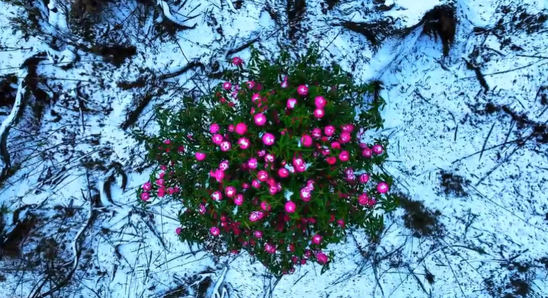 春日飞雪～又被大理这里美到了……