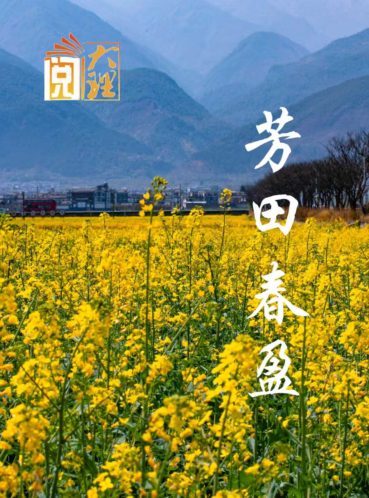 #在大理爱上生活 菜花铺锦甸 金花点画屏 #这里是大理 #旅居大理品味乡愁  #阅读大理
