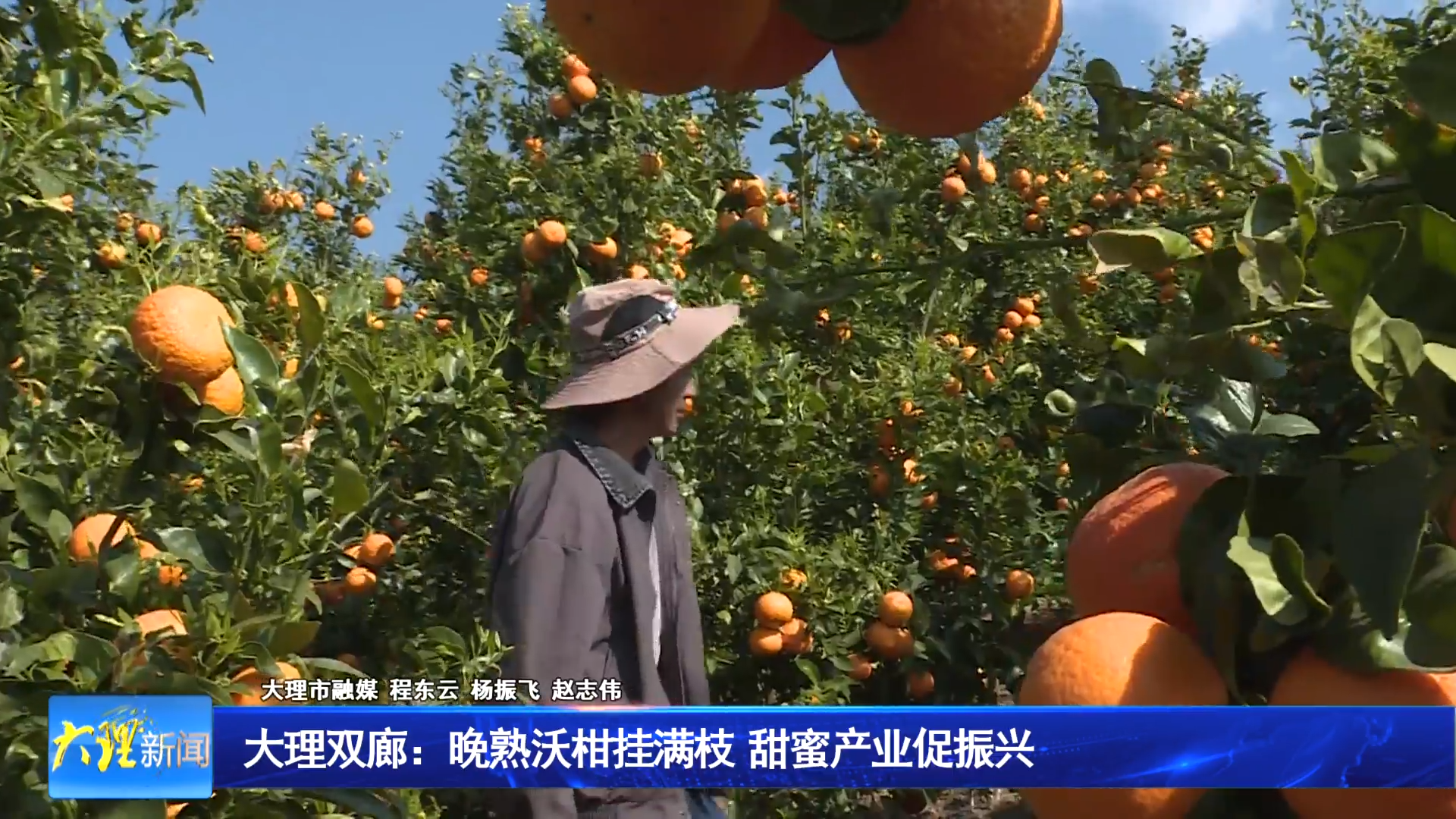 大理双廊：晚熟沃柑挂满枝  甜蜜产业促振兴