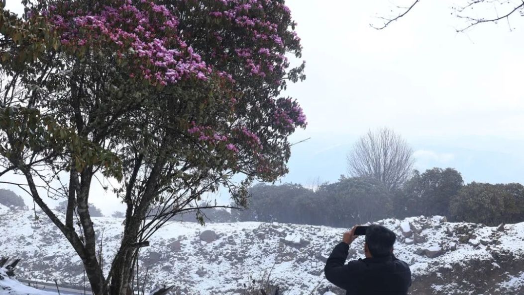 春日飞雪～又被大理这里美到了……