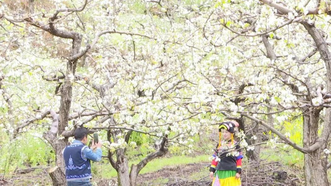万亩梨花“雪”+太极金花“海”，大理春日踏青优选→