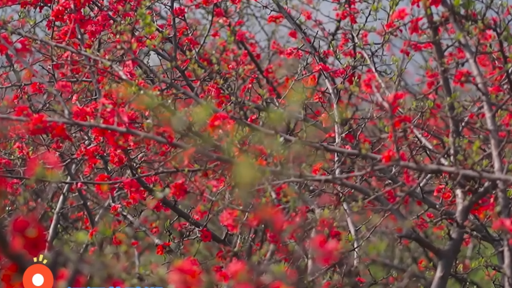春日赏花正当时 #在大理爱上生活 #春日赏花 （凃春艳 ）