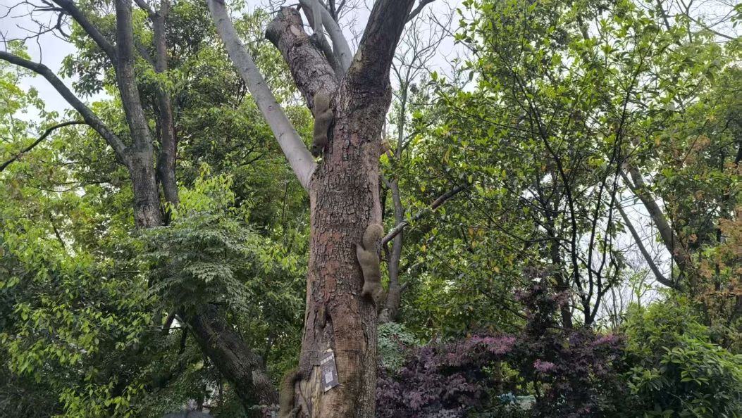 @大理人，清明将至，你有一份森林草原防火倡议书请查收！