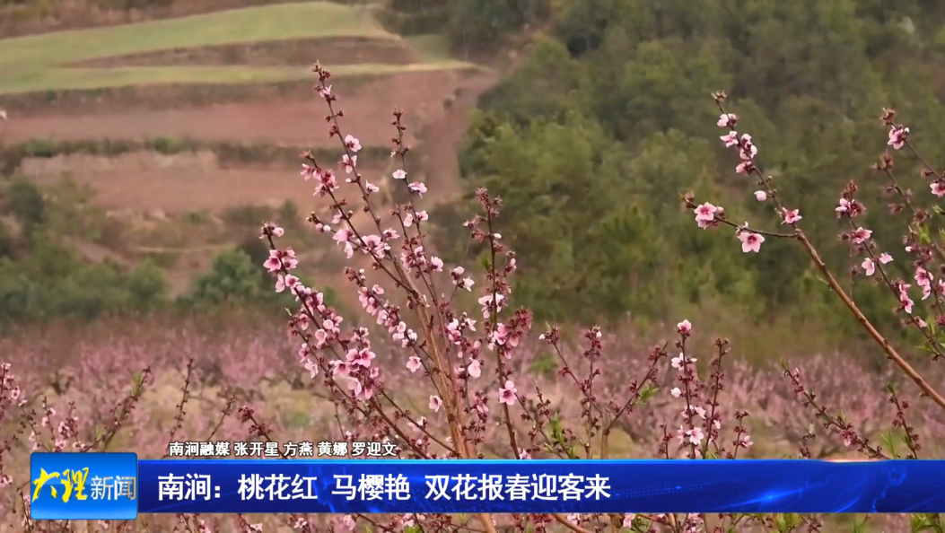 南涧：桃花红 马樱艳 双花报春迎客来