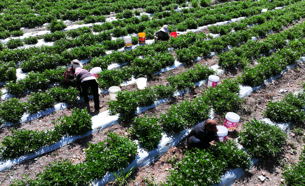 个头大、汁水多！南涧反季节人参果甜了市场，富了乡亲