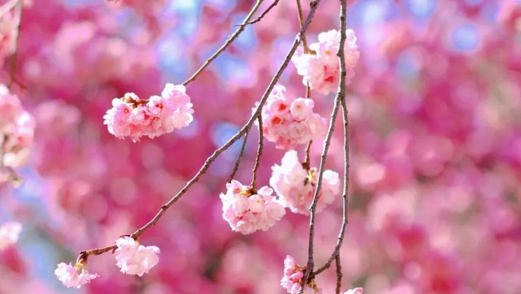 春天就要来大理Color Walk