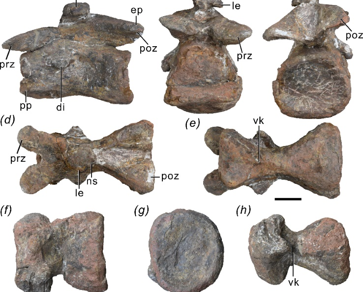大理发现早侏罗世蜥脚型类恐龙新属种——凤鸣祥云龙