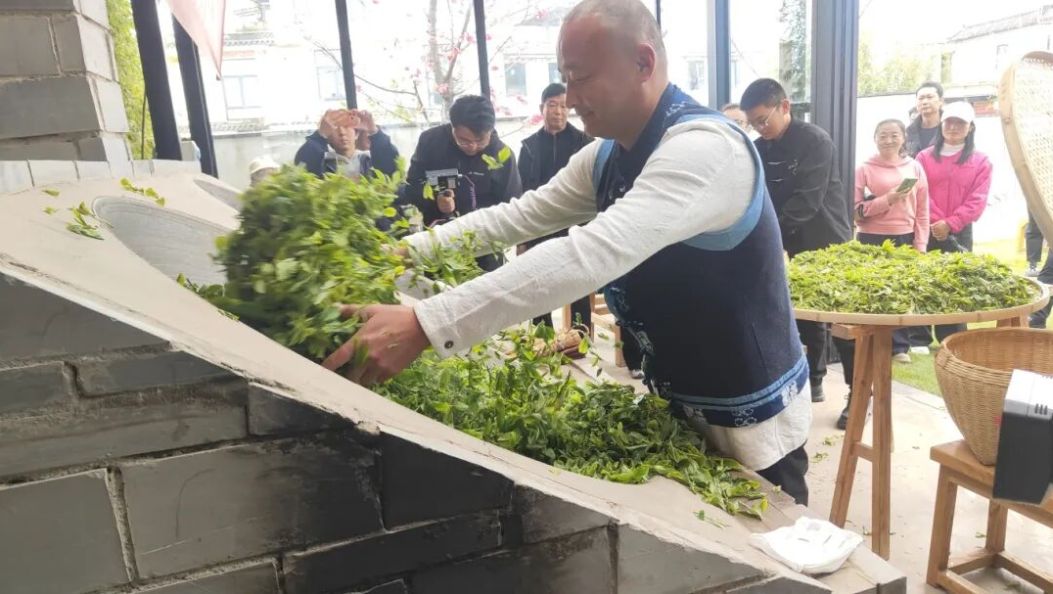 春茶开锅，煮沸这个春天