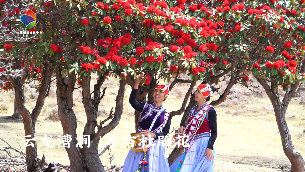 大理云龙万亩杜鹃花和春天一起共舞，愿你每天都和花儿一样灿烂#在大理爱上生活