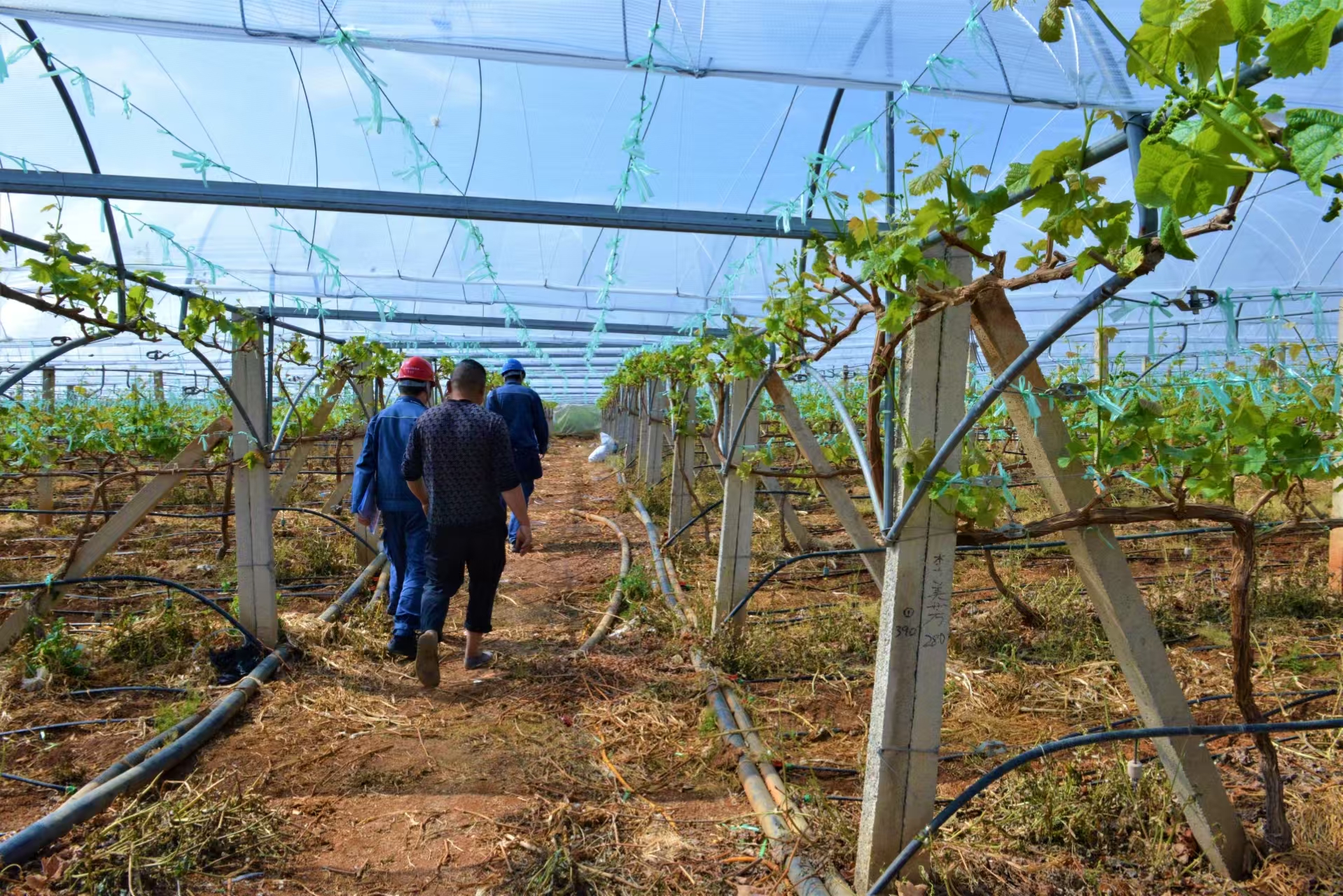 1774860420786359.jpg 27ba2312c79222b3bbbf38bec19986e6.jpg