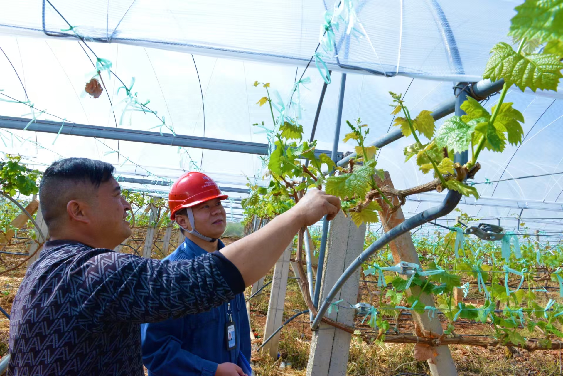 1774860491514986.jpg afe468f7738f10b4fd42383a19bb4264.jpg