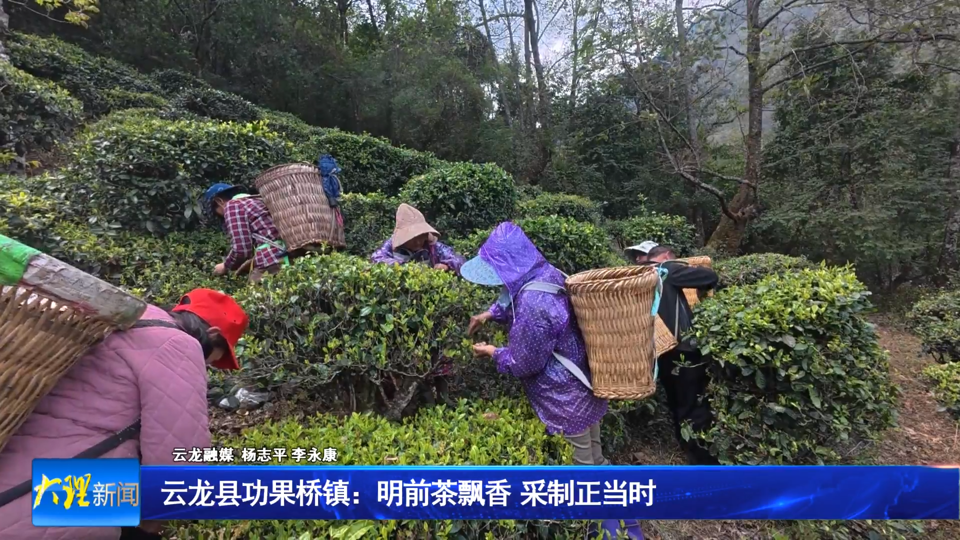 云龙县功果桥镇：明前茶飘香  采制正当时