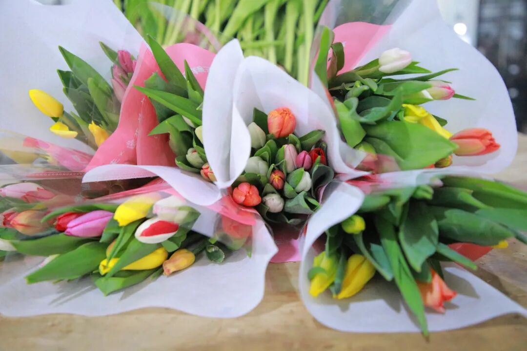 祥云青海湖畔郁金香盛放：小小 “花经济”，富了一方百姓