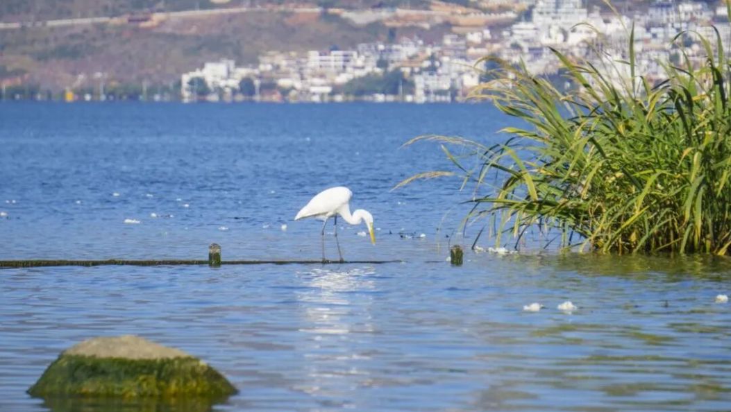 大理州负氧离子浓度、环境空气质量及洱海指数情况