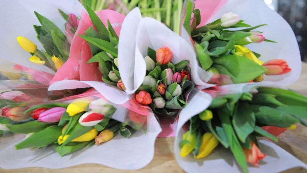 祥云青海湖畔郁金香盛放：小小 “花经济”，富了一方百姓