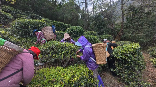 采制正当时！倒春寒过后，云龙这片茶园更“香”了~