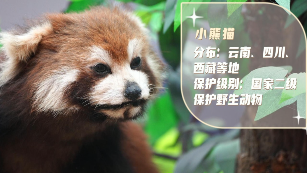 小熊猫：我猜你不知道，我是吃素的食肉动物！你是否在苍山遇到过又萌又奶凶的小熊猫？快放出你们的合照！一起来了解更多小熊猫的秘密#科普#动物科普#神奇的大自然#大理