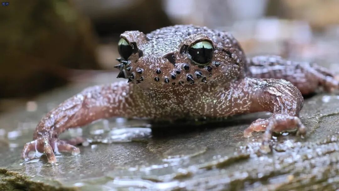 云南独有！极其罕见的“胡子蛙”惊现南涧无量山