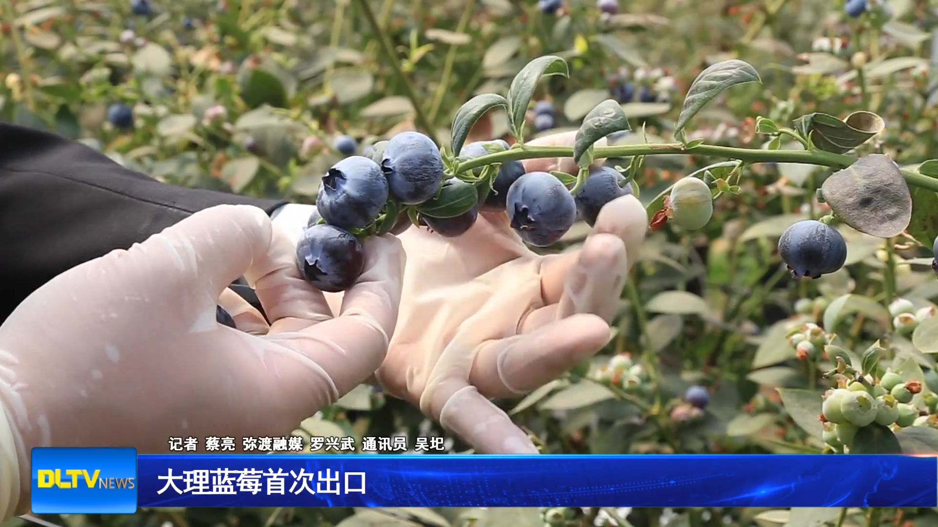 大理蓝莓首次出口