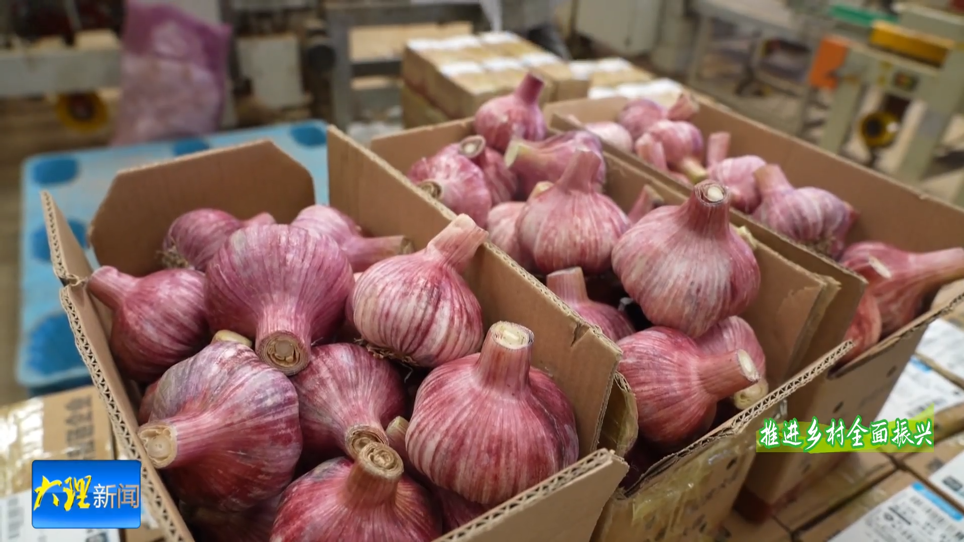 宾川：小蒜头撬动大产业 电商销售额近亿元