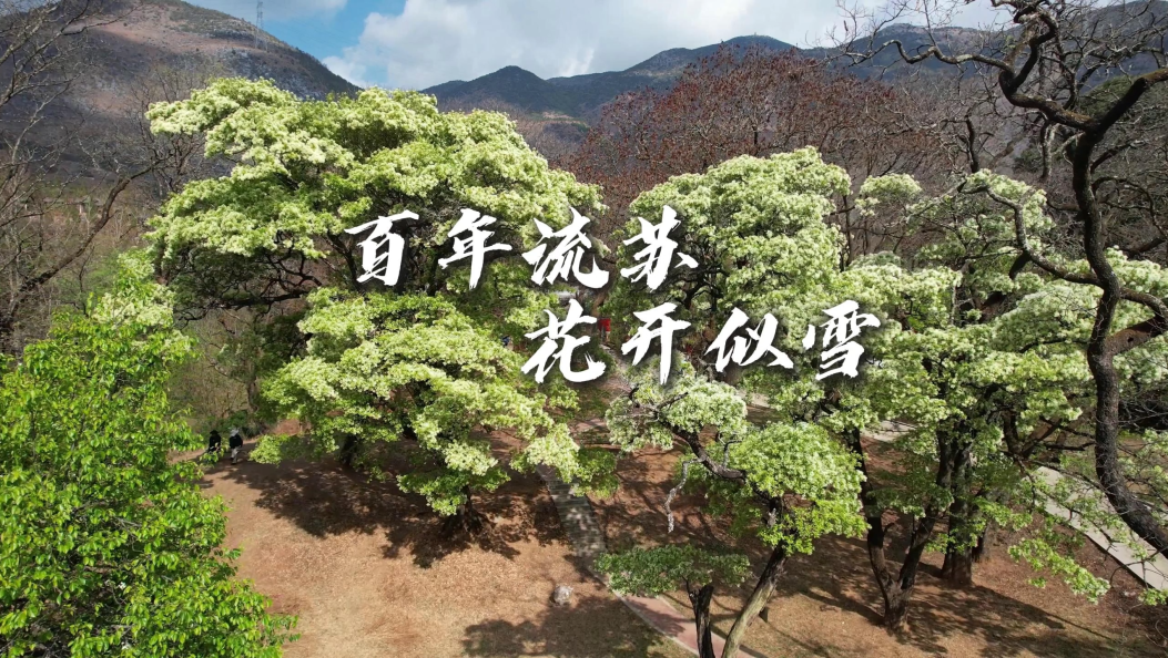 鹤庆西龙潭畔：百年流苏，花开似雪 #在大理爱上生活 #流苏 #春日美景