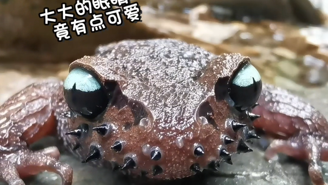 云南独有！极其罕见的“胡子蛙”惊现南涧无量山#大理#大理生物多样性