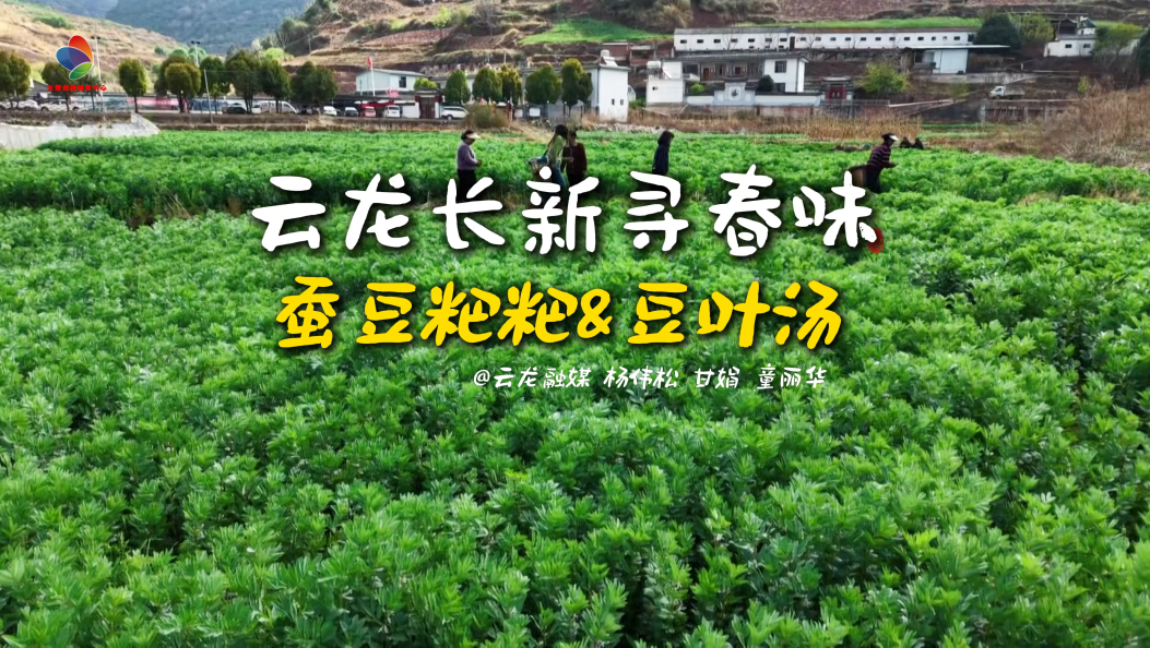 云龙长新寻春味：蚕豆粑粑&amp;豆叶汤 #在大理爱上生活 #春日美食 #清明 #蚕豆