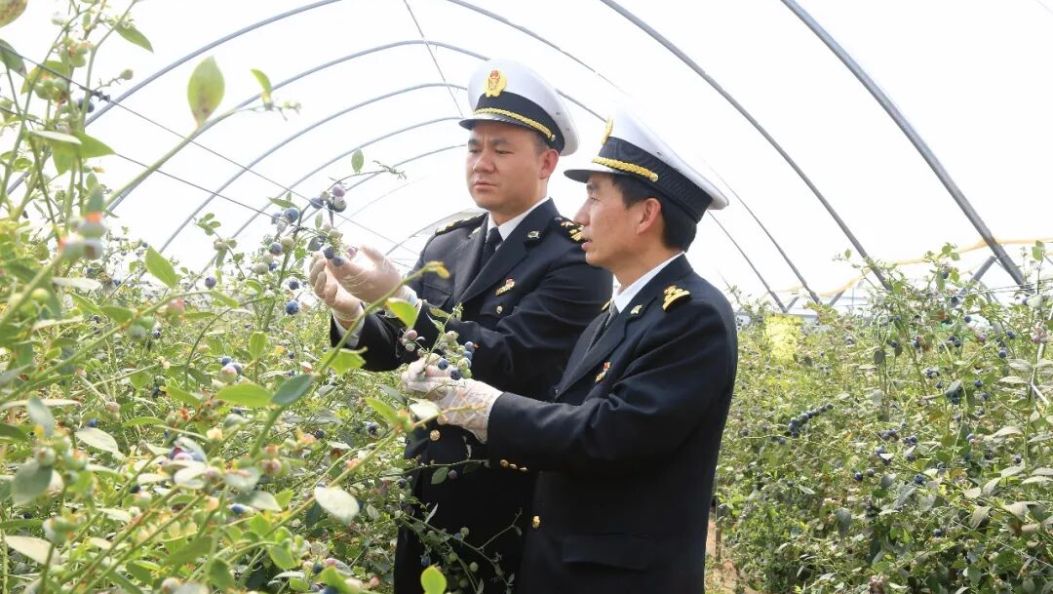 大理蓝莓，首次出国！