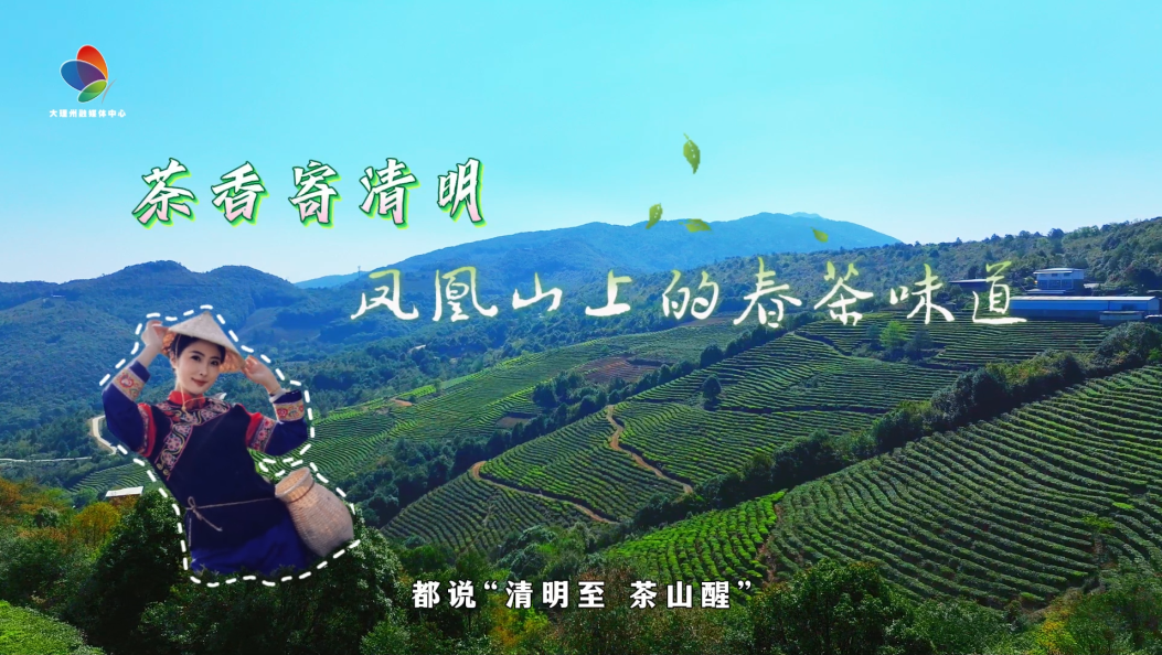 清明至，茶山醒。走，去大理南涧凤凰山采春茶、品茶膳～#清明节