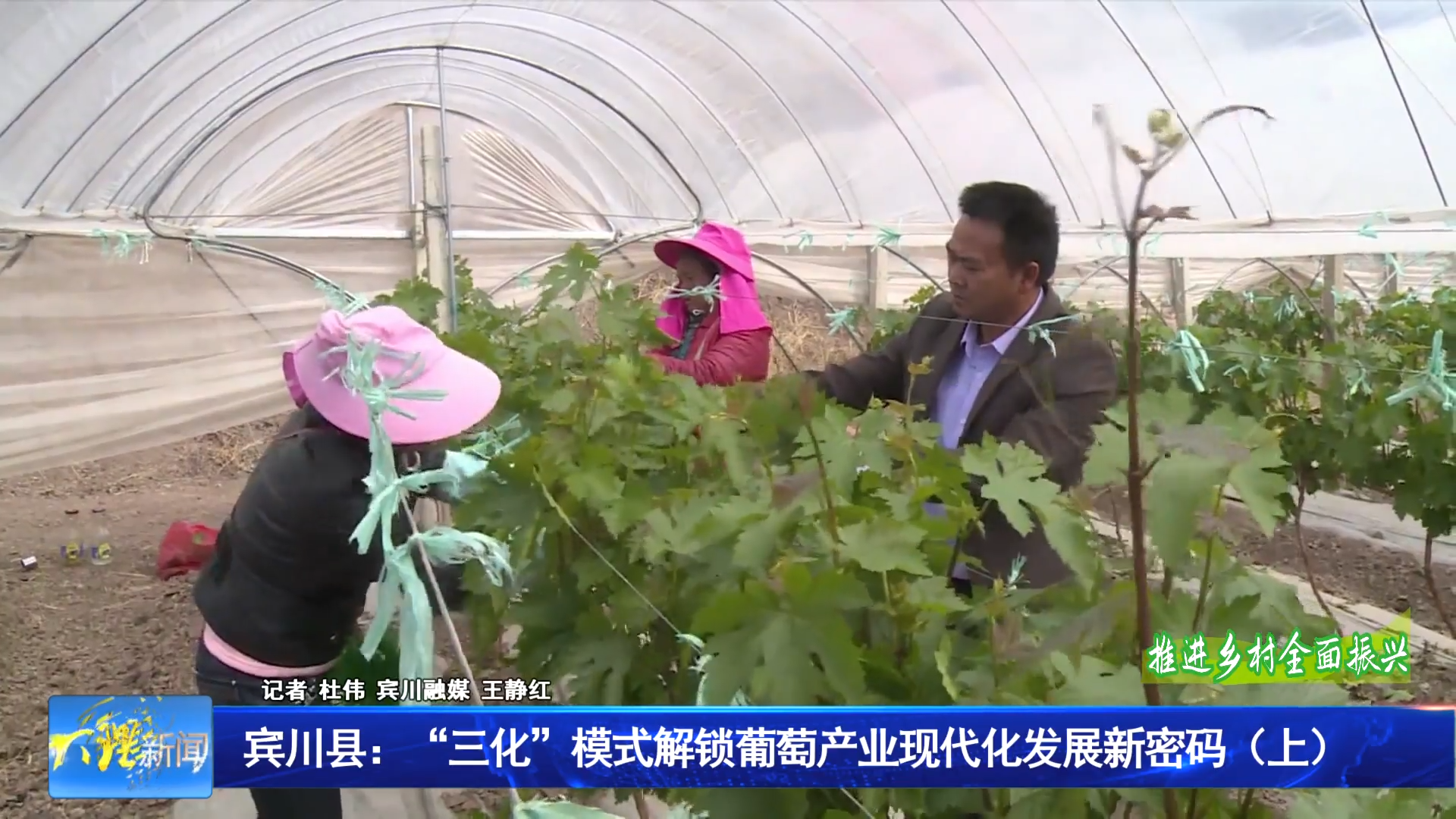 宾川县：“三化”模式解锁葡萄产业现代化发展新密码（上）