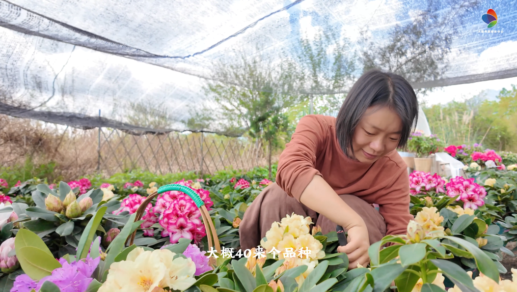 在大理当新农人，“川妹子”的进口杜鹃园#在大理爱上生活#旅居大理#鲜花经济