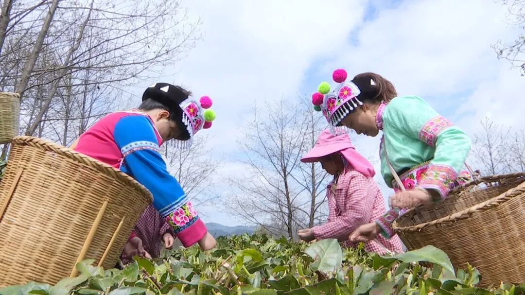 背个竹篓日入500元！羡慕吗？这是大理2400米高山上的“春日工资”