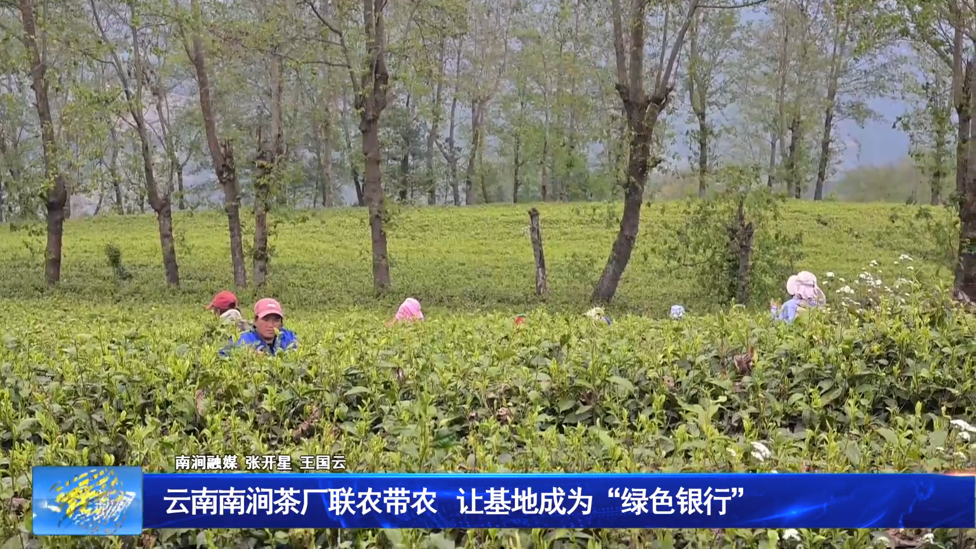 云南南涧茶厂联农带农 让基地成为“绿色银行”