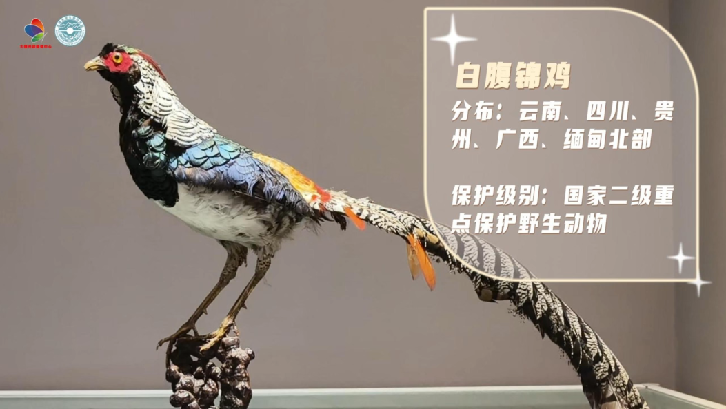 白腹锦鸡：浮夸的羽毛是我谈恋爱的入场券！不要再拔我的毛了！小心牢底坐穿！#科普#动物科普#神奇的大自然#大理